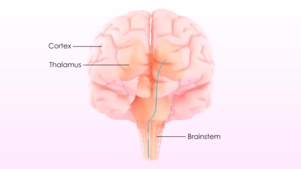 Центральный орган нервной системы человека Анатомия мозга - Кадры, видео