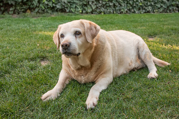 Golden Labrador retriever. Portrait of a sweet dog. A dog enjoying - Photo, Image