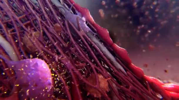 Vörös vérsejtek és vérlemezkék az erekben. A sebgyógyulási folyamat alapvető lépései. - Felvétel, videó