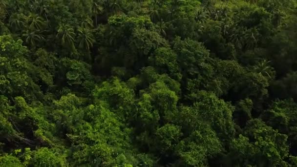 Yeşil tropikal ormanın hava aracı görüntüleri  - Video, Çekim