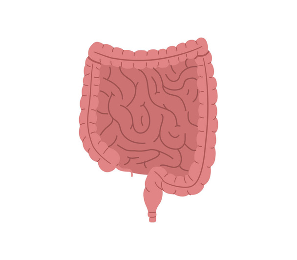 Здоровый кишечник человека, векторная иллюстрация органов пищеварения на белом фоне. - Вектор,изображение