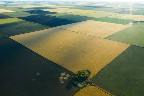 Tarweveld klaar om te oogsten, in de vlakte van Pampas, La Pampa, Argentinië. - Foto, afbeelding