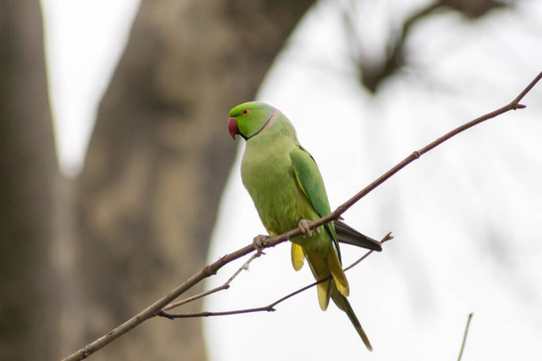 Ring-necked parakeets breeding in a breeding burrow in a tree with nesting hole in a tree trunk to lay eggs for little fledglings with green feathers and a red beak as exotic parrots and exotic birds - Photo, Image