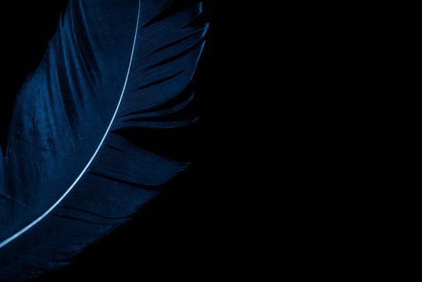 pena pássaro azul no fundo isolado preto - Foto, Imagem