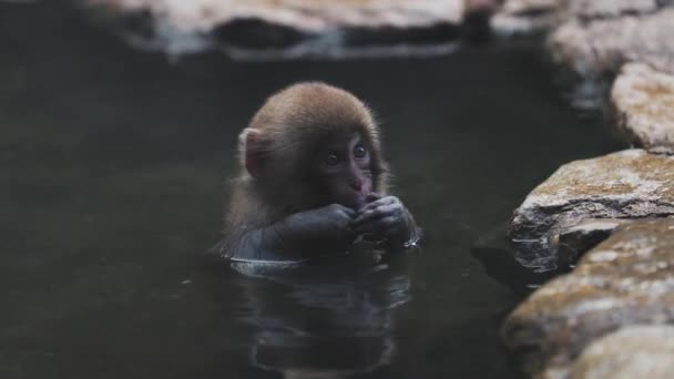 Niedliche flauschige japanische Makaken sitzen im Wasser des Teiches in Jigokudani Monkey Park in Yamanochi und entspannen - Filmmaterial, Video