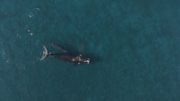Z lotu ptaka widać dużego płetwala błękitnego z płetwalem unoszącym się w czystej, przezroczystej wodzie morskiej w zwolnionym tempie - Materiał filmowy, wideo