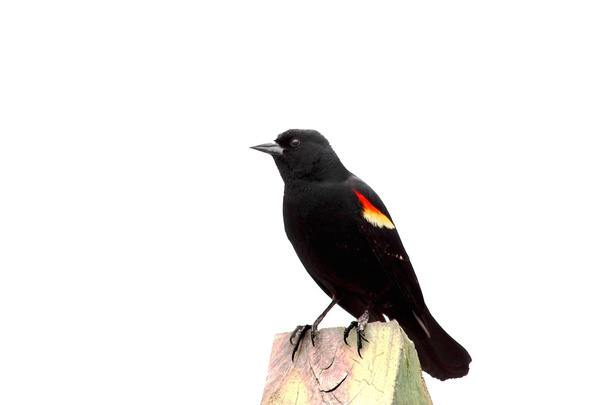 Aves-pretas de asa vermelha 1
 - Foto, Imagem