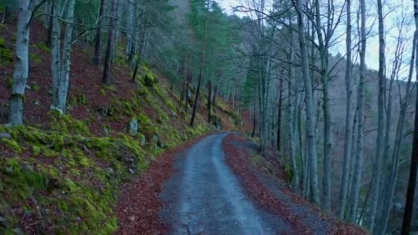 Dramaattinen näkymä kapea kävelytie lähellä rinne metsässä korkeita puita illalla - Materiaali, video