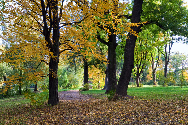 Golden tree foliage, pedestrian path, and falling leafs in autumn city park - Photo, Image