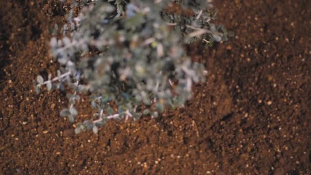 Van boven olijfboom zaailing wordt ontworteld en geschud over de bodem op zomerse dag in de tuin - Video