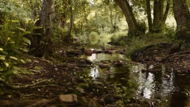 Z výše potoka s kamenitým dnem pokrytým mechem tekoucím podél svahu kopce v lesích se svěží zelení - Záběry, video