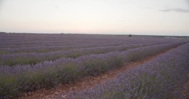 Amazing landschap van bloeiende veld met lavendel bloemen op de achtergrond - Video