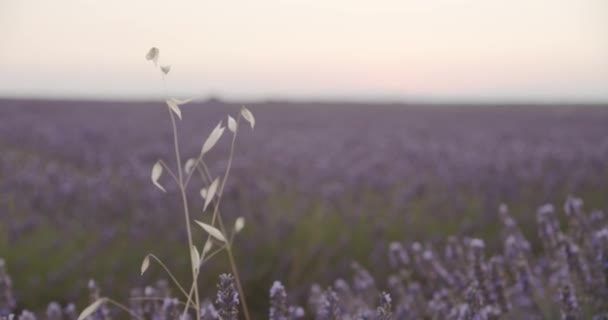 Rauhallinen maisema kuivattua herkkää ruohoa ja kukkivia laventeli kukkia kentällä taustalla auringonlaskun taivas - Materiaali, video