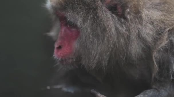Großaufnahme eines entzückenden japanischen Makakenbabys mit braunem Fell, das flauschige Schnauze im Jigokudani Monkey Park in Yamanouchi kratzt und wegschaut - Filmmaterial, Video