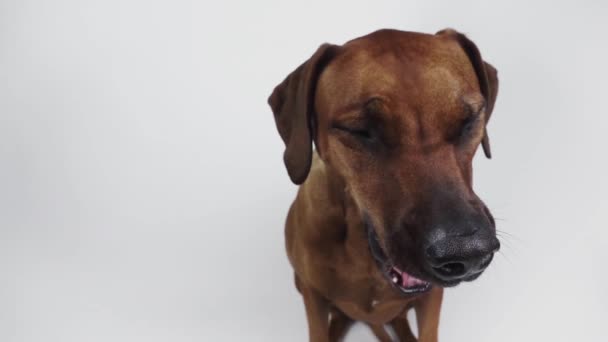 Reinrassiger Ridgeback-Hund auf weißem Hintergrund - Filmmaterial, Video