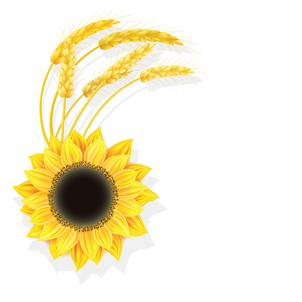 Slunečnice s pšenice dekorace - Vektor, obrázek