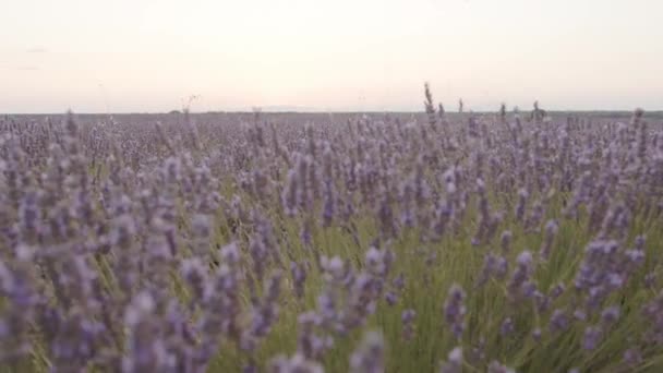 Удивительный пейзаж цветущего поля с цветами лаванды на заднем плане - Кадры, видео