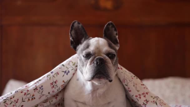 Imádnivaló francia bulldog fekszik az ágyon puha takaró alatt, és otthon pihen, miközben a kamerába néz - Felvétel, videó