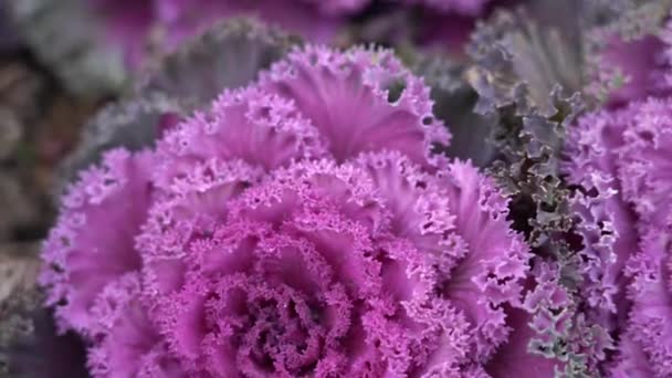 Close-up van helder bloeiende boerenkool met bladeren van paarse kleur groeien in de tuin - Video
