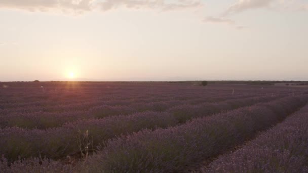 Increíble paisaje de campo floreciente con flores de lavanda en el fondo de la puesta del sol rosa - Metraje, vídeo