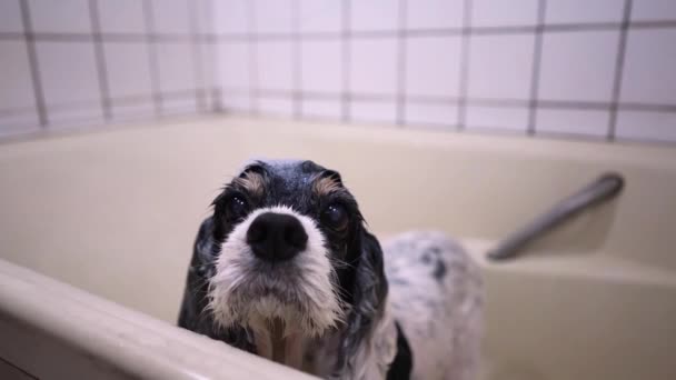 Şirin ıslak Cocker Spaniel köpek yavrusu küvette duruyor ve evdeki banyo prosedürlerinden sonra anonim sahibine bakıyor. - Video, Çekim