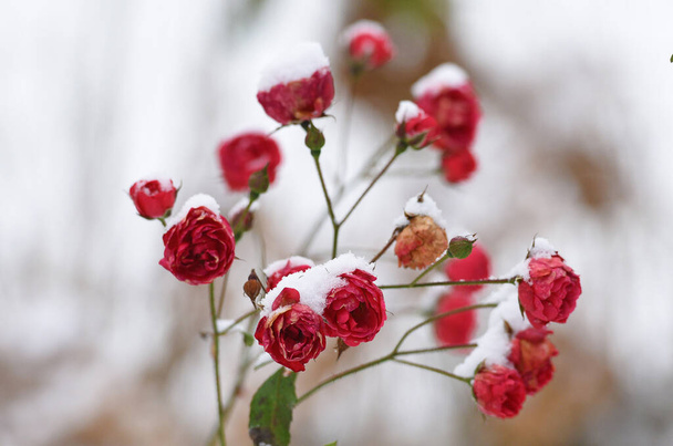 Sneeuw op rozenbloesems in december in Salzkammergut, Oostenrijk, Europa - Foto, afbeelding