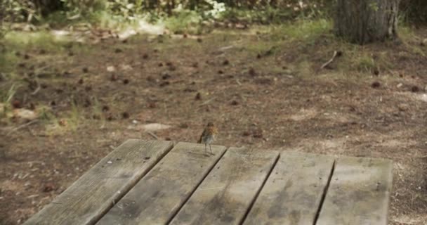 Schattige kleine vogel met bruin verenkleed springend op houten tafel in bos op zonnige dag - Video