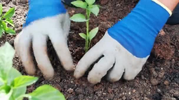 Człowiek sadzenie zieleni w ogrodzie - Materiał filmowy, wideo