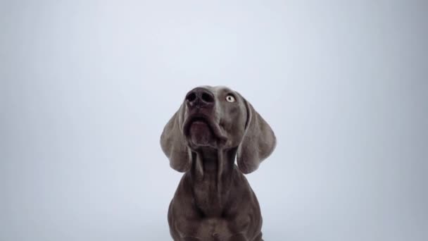 Забавная Веймаранерская собака ловит закуску в студии на белом фоне - Кадры, видео