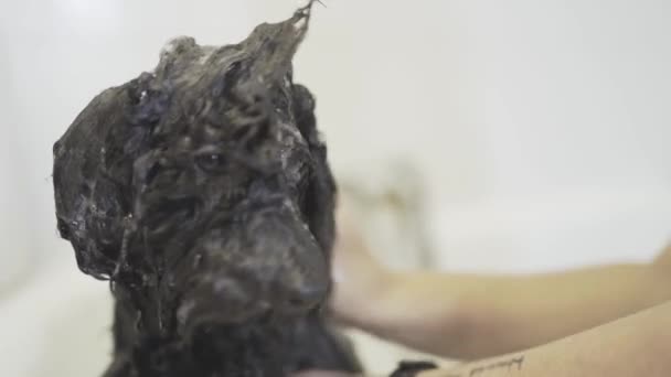 Unbekannter Rasenmäher wäscht flauschigen Hund in Dusche vor Haarschnitt in Tierklinik - Filmmaterial, Video