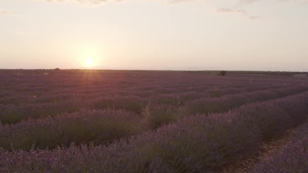 Increíble paisaje de campo floreciente con flores de lavanda en el fondo de la puesta del sol rosa - Imágenes, Vídeo