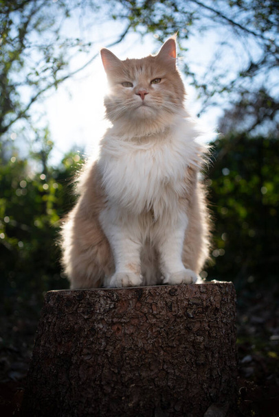 longhair cat sitting on stree stump outdoors in sunny nature - Photo, Image