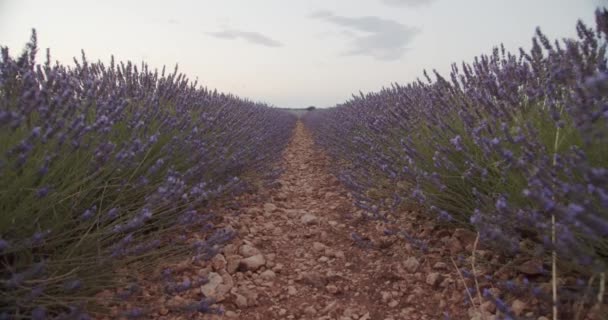 Amazing landschap van bloeiende veld met lavendel bloemen op de achtergrond - Video