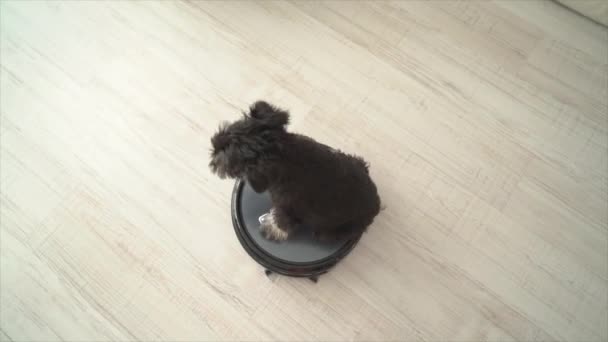 beeldmateriaal van hond op elektronische afzuigkap - Video