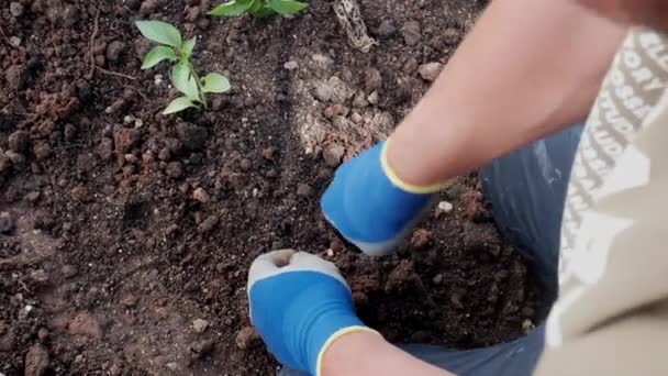 Homem plantando vegetação no jardim - Filmagem, Vídeo