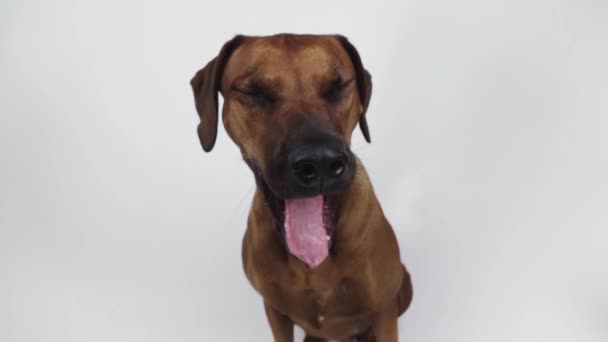 Fajtatiszta Ridgeback kutya fehér alapon - Felvétel, videó