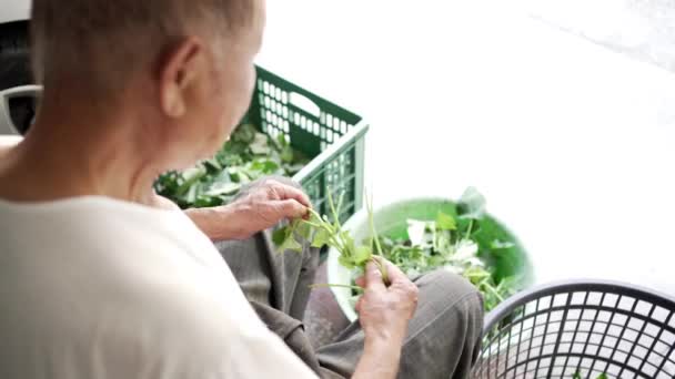 Desde arriba, vista trasera de un granjero irreconocible que toma de la cesta una planta verde fresca y luego arranca las hojas de los tallos mientras está sentado en la silla en la habitación de la granja en Taiwán - Imágenes, Vídeo