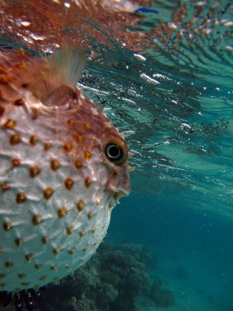 ouriço de peixe. Ciclita-pintada-amarela - cresce até 34 cm, alimenta-se de crustáceos e moluscos. Em caso de perigo, assume a forma de uma bola, cerdas espinhos. - Foto, Imagem