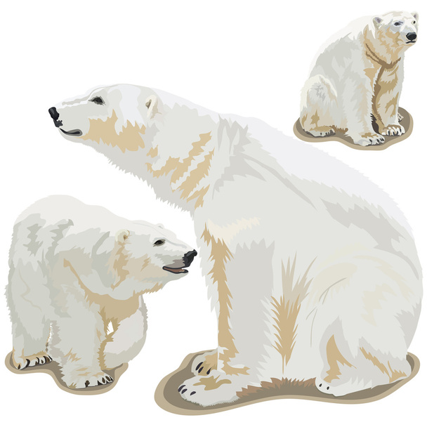 πολικές αρκούδες - Διάνυσμα, εικόνα