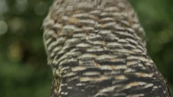 Pöllön etuosan lähikuva
 - Materiaali, video