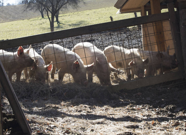 виды соответствующего животноводства и благополучия животных для свиней - Фото, изображение