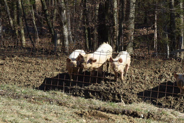 a espécie pecuária adequada e o bem-estar animal dos suínos - Foto, Imagem