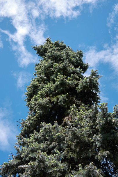 green blue foliage of Picea pungens  tree - Photo, Image