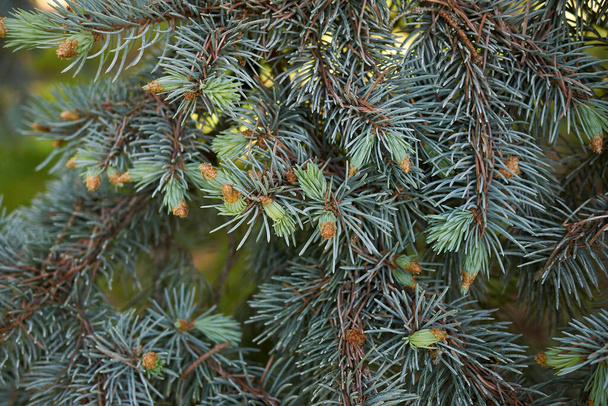 follaje verde azul del árbol Picea pungens - Foto, imagen