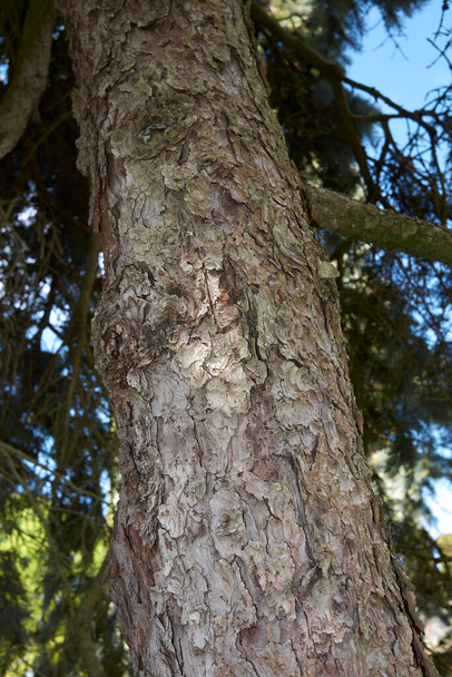 Picea pungens puun vihreä sininen lehvistö - Valokuva, kuva