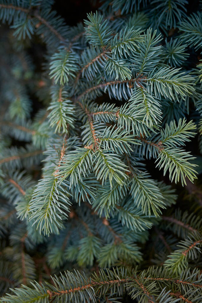 folhagem azul verde de Picea pungens árvore - Foto, Imagem