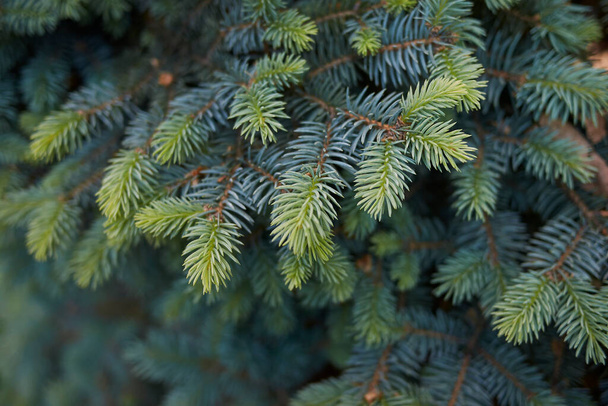 zelené modré listí stromu Picea pungens - Fotografie, Obrázek