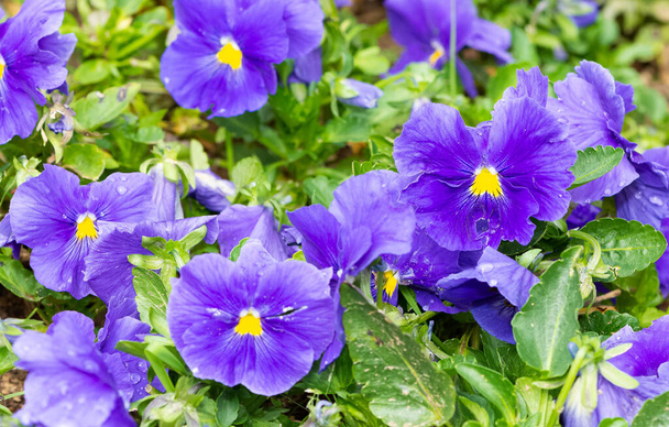 varias Flores de jardín, Violetas de jardín. - Foto, imagen