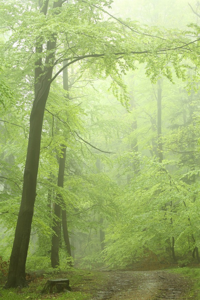 sisli orman yolu arasında taze bahar bırakır. Mayıs ayında çekilmiş fotoğrafı. - Fotoğraf, Görsel