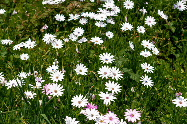 JP9 _ 8282-daisy - Prato coperto di margherite in Bretagna nel mese di maggio. - In un giardino pubblico in Francia, questa distesa di margherite bianche copre un pendio erboso. - Foto, immagini
